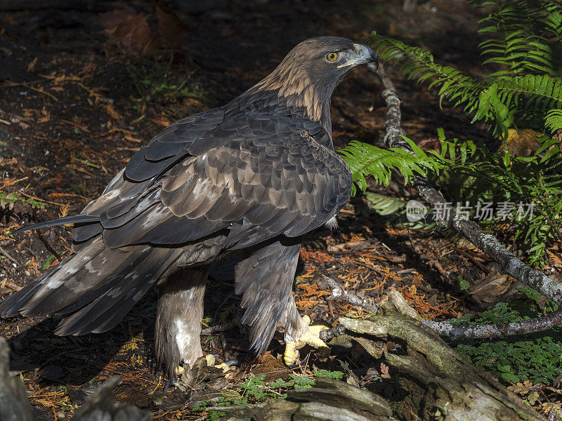 地面上有金鹰或者Aquila Chrysaetos